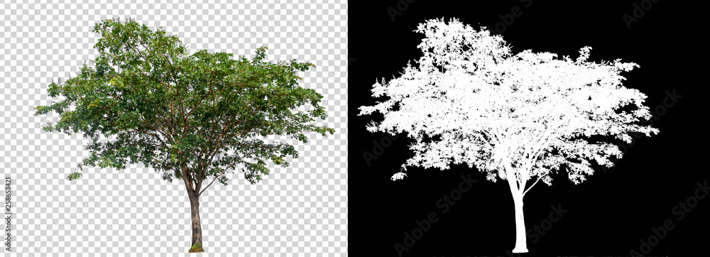 Poster single tree on transparent picture background with clipping path, single tree with clipping path and alpha channel on black background