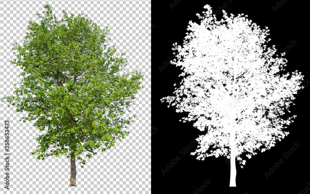 Fototapete single tree on transparent picture background with clipping path, single tree with clipping path and alpha channel on black background