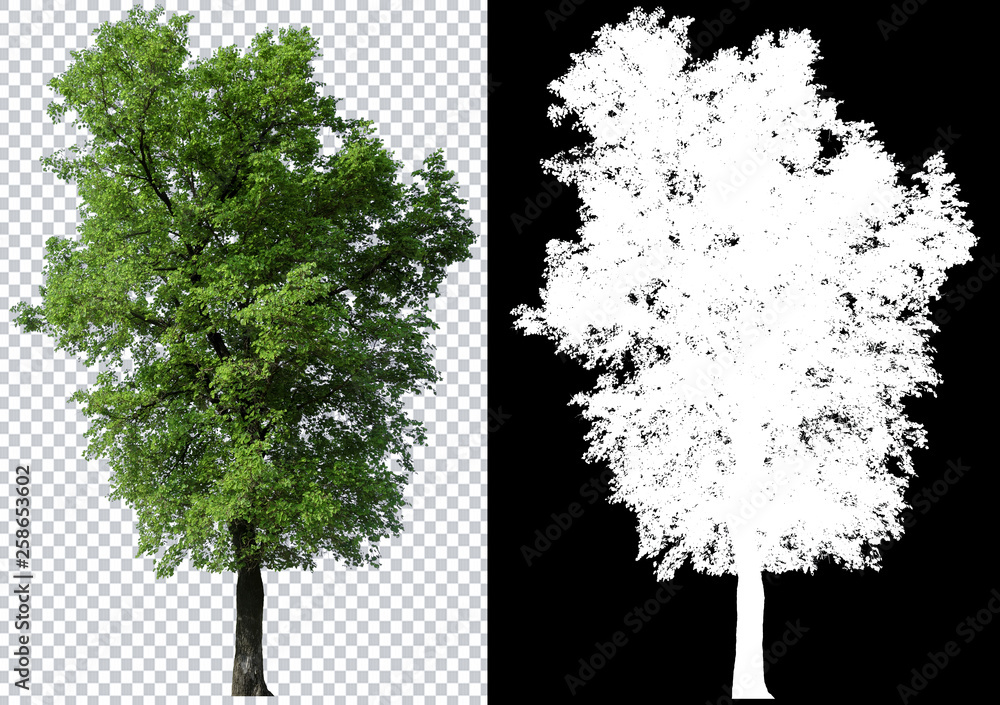Fototapete single tree on transparent picture background with clipping path, single tree with clipping path and alpha channel on black background