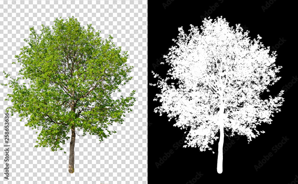 Aufkleber single tree on transparent picture background with clipping path, single tree with clipping path and alpha channel on black background