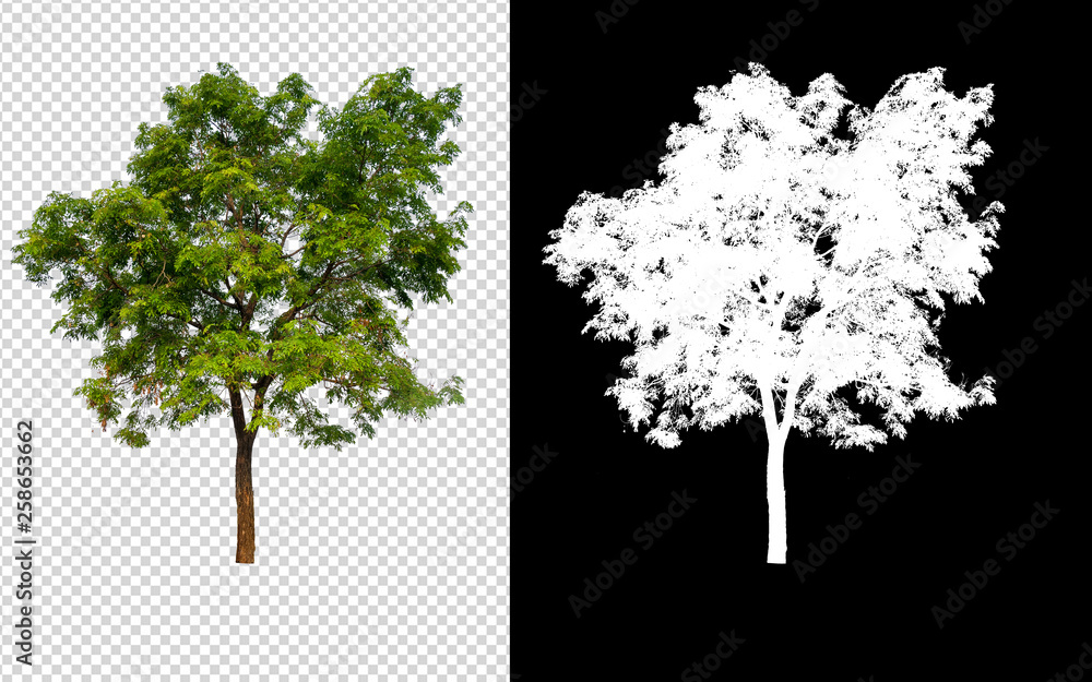 Leinwandbilder single tree on transparent picture background with clipping path, single tree with clipping path and alpha channel on black background