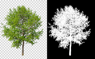 single tree on transparent picture background with clipping path, single tree with clipping path...