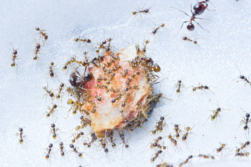 Macro prong ant