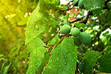 Green fruits of plum trees, which begin to ripen, hang on a tree branch