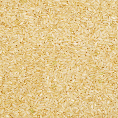 Background of short grain brown rice