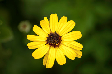 Obraz premium yellow flower on green background of grass