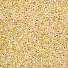 Background of short grain brown rice