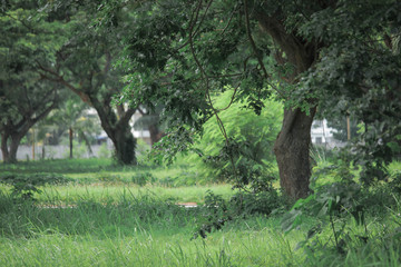 green trees forest, jogging, early morning 