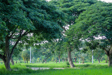 green trees forest, jogging, early morning 