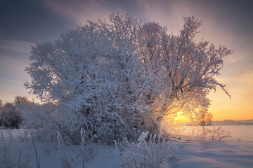 bushes covered with snow at sunset