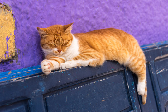 Beautiful stray cat sleep on the street of Essaouira, Morocco. Beautiful fairy-tale streets of Morocco and cats living on them. Lonely homeless cats