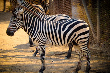 Fototapeta na wymiar zebra in the zoo