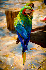 colorful parrot on a branch