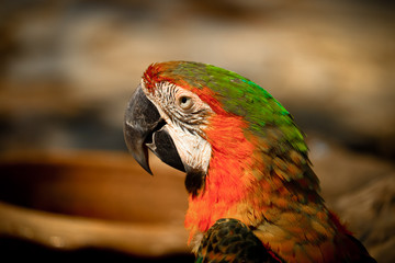 portrait of a macaw