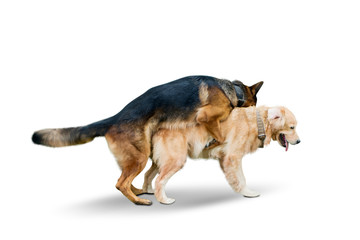 German Shepherd dog mating with Retriever dog