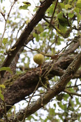 Birne unfertig ausgebildet am Baum