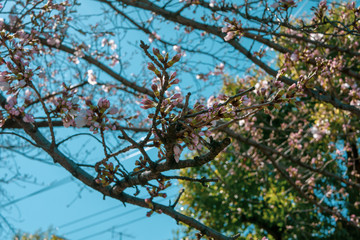 桜
