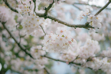 Fototapeta premium 桜