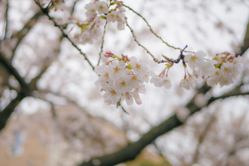 桜