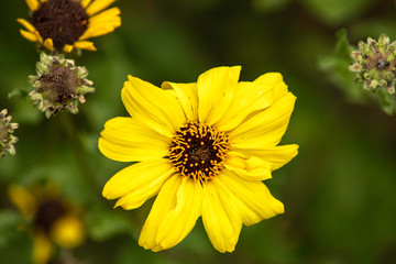 yellow flower