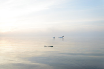 swan