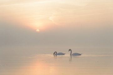 swan © TSpider