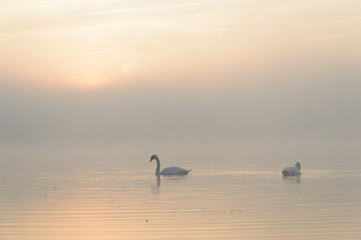 swan © TSpider
