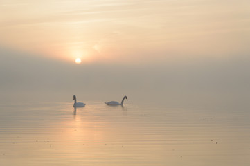 swan © TSpider