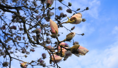 Magnolia blossom tree. Beautiful magnolia flowers against blue sky background close up.