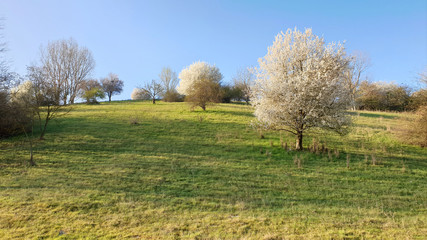 tree blooming spring in the fields