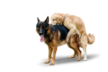 Retriever dog mates with German Shepherd dog