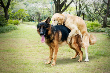 Retriever dog plays with Shepherd dog at park