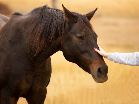 Close up of a Stallion horse being patted in an open paddock with a bokeh background