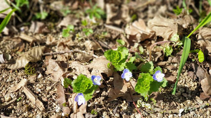 white spring flowers in the grass