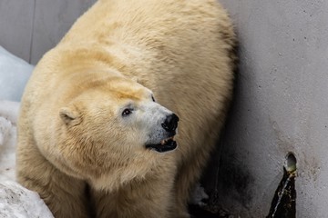 何かに気づいたホッキョクグマ