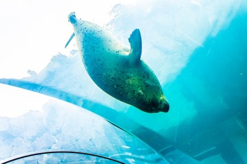 水中トンネルから見るアザラシ