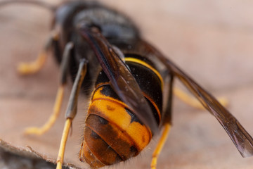 Real Vespa Velutina Macro