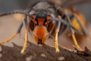 Real Vespa Velutina Macro