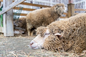 寝ているヒツジ