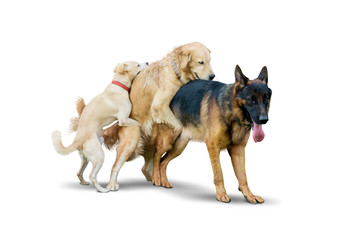 Three dog species different making love on studio