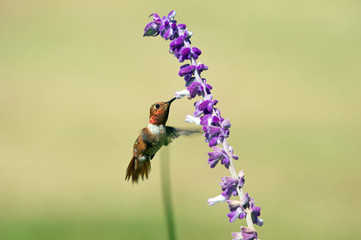 Hummingbird Feeding on Nectar