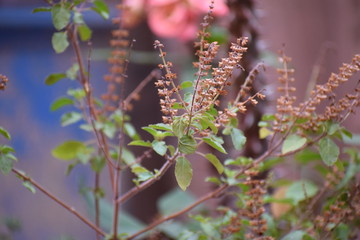 Tulasi Plant