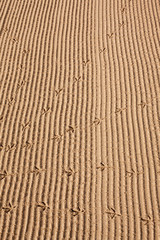 Bird tracks in the sand on the beach