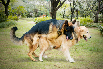 Two dogs different species mating in the meadow