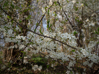 Blühendes Buschwerk