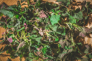 Fresh leaves of stinging nettle