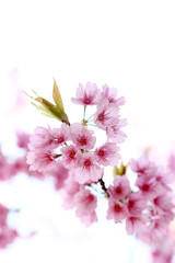 安行桜