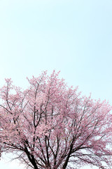 Fototapeta na wymiar 安行桜