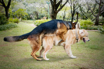 Wild dogs mating in the park