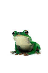 モリアオガエル